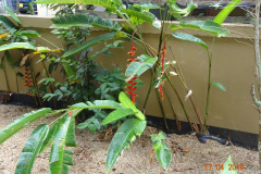 Tuin